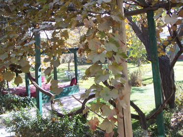 Guesthouse courtyard